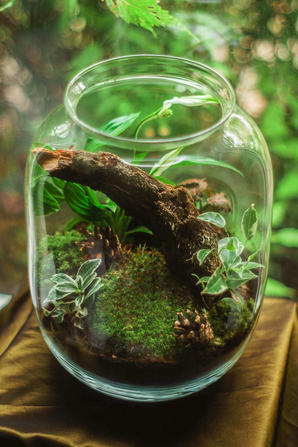 Bois dormant